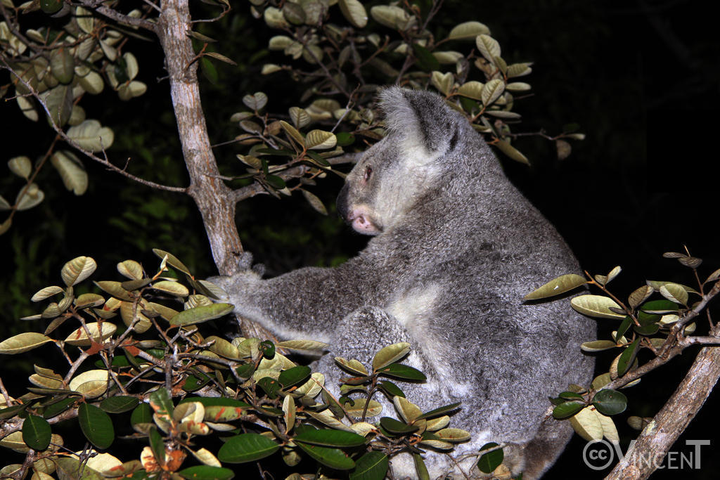 Une Koala sauvage sur Magnetic Island