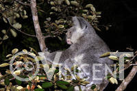 Une Koala sauvage sur Magnetic Island