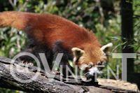 Firefox du Zoo Tropical de Cairns